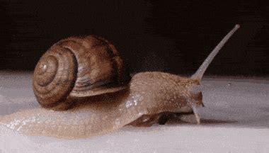 [新しいコレクション] get out of here snail gif 274752-Get out of here snail gif