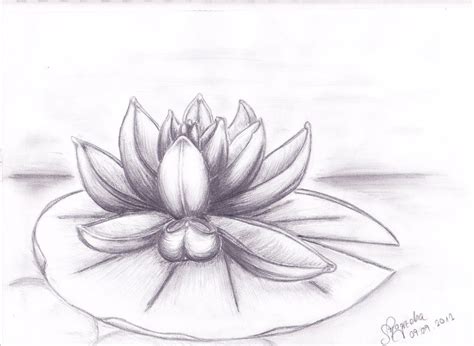 Water Lily Lily Tattoo Design Lilies Drawing Water Lily Drawing