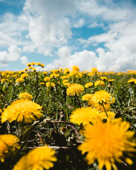 Dandelion: A Common Backyard Weed That Tackles Spike Proteins, Liver ...