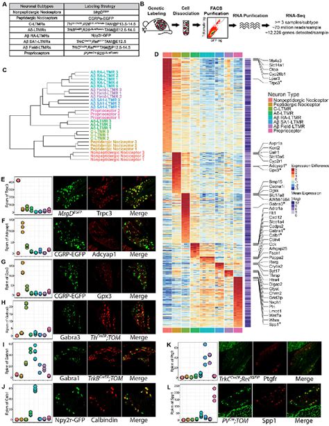 Figure From Deep Sequencing Of Somatosensory Neurons Reveals