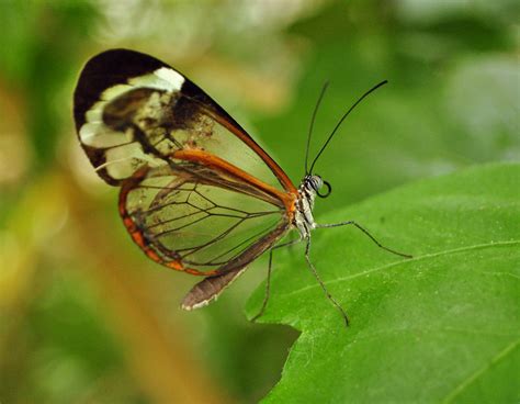 Stunning Photos of the Glass-winged Butterfly