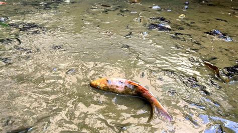 Peces qué pueden sobrevivir a esta agua YouTube