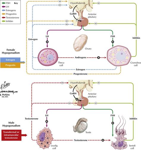 Drugs Used In Disorders Of The Reproductive System Basicmedical Key