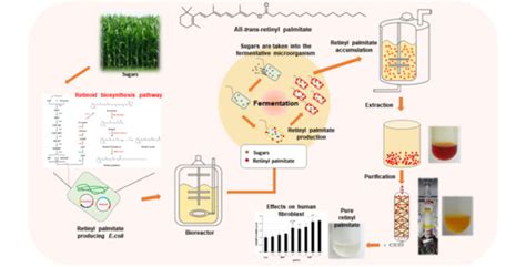 Antioxidants Free Full Text Microbial Production Of Retinyl