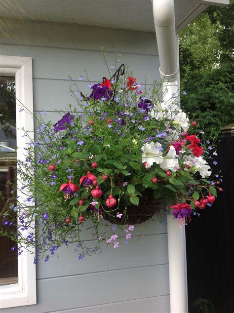 Trailing Hanging Basket Ideas at Zara Eugene blog