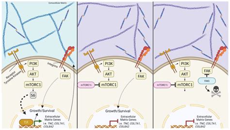 Cancers Free Full Text Focal Adhesion Kinase Provides A Collateral