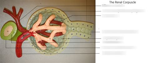 ANATOMY II LAB RENAL CARPUSCLE Diagram Quizlet