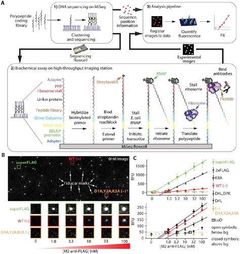 Figure From Large Scale Quantitative Protein Assays On A High