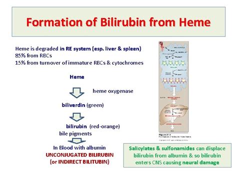 Bilirubin Metabolism Jaundice Formation Of Bilirubin From Heme