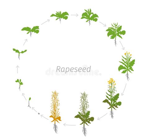 Ciclo Di Vita Circolare Dell Illustrazione Rotonda Delle Fasi Di