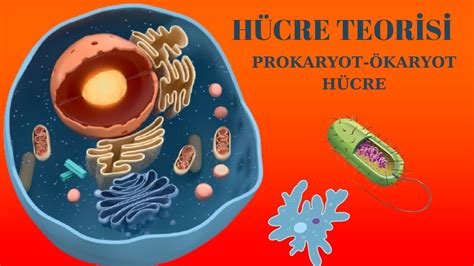 HÜCRE TEORİSİ PROKARYOT VE ÖKARYOT HÜCRELER 9 SINIF TYT BİYOLOJİ