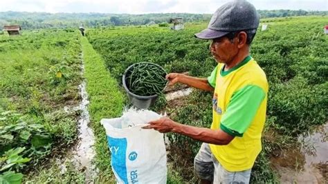 Hektar Lahan Cabai Terendam Air Petani Panen Awal Krjogja