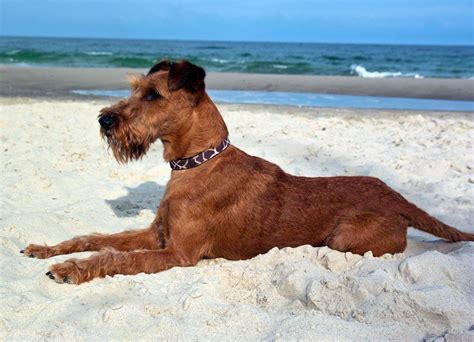 Red Dog Breeds The Smart Dog Guide