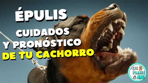 Épulis en Perros Tumores de Encías y Cuidados Necesarios YouTube