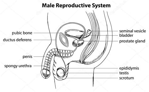 Aparato Reproductor Masculino Para Colorear 4 Dibujo Kulturaupice