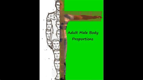 Adult Male Body Proportions For Second Life Avatar Youtube