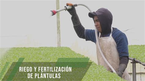 Riego Y Fertilizaci N De Pl Ntulas Tvagro Por Juan Gonzalo Angel