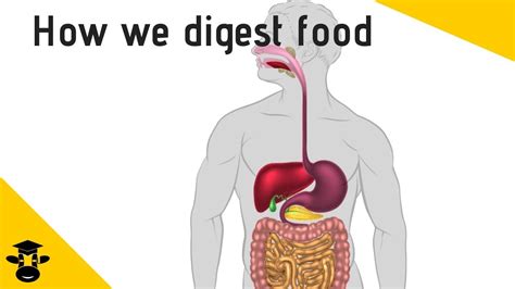 The Path Of Food Through The Digestive System Youtube