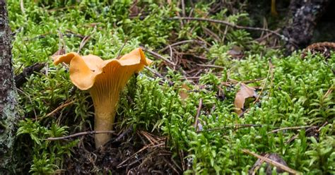 Quelle est la différence entre la chanterelle et la girolle Plantes