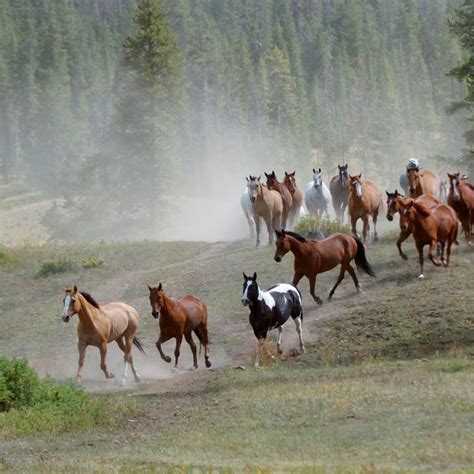 Herd of horses | Horses, Mustang horse, Wild horse pictures