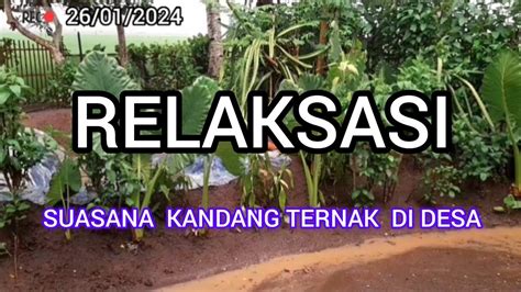 Relaksasi Suasana Kandang Youtube