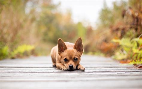 Galería de imágenes: Fondos de perros