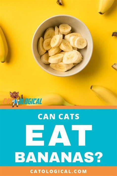 Can Cats Eat Bananas Or Are They Bad For Them Find Out If Cats Even