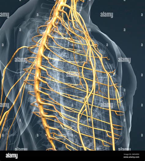 Le système nerveux est un réseau complexe de nerfs et de cellules qui transportent des messages ...