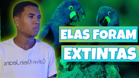 Animais Extintos No Brasil Youtube