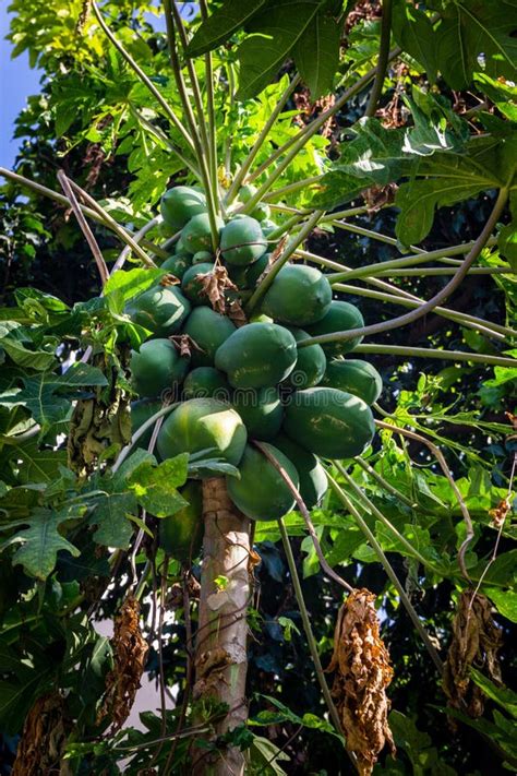 A Closeup Shot Of Papaya Hanging In A Tree In An Indian Organic Farm