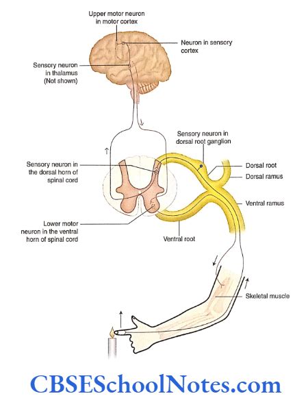 Nervous System - Functions and Classifications Notes - CBSE School Notes