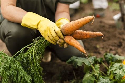 8 Prospek Kerja Jurusan Agribisnis Yang Kian Menjanjikan Di Indonesia