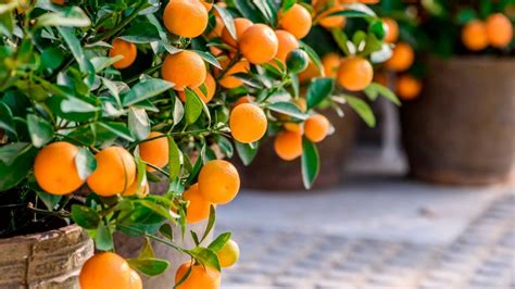 Aprende a cultivar un Naranjo en maceta con este truco de jardinería