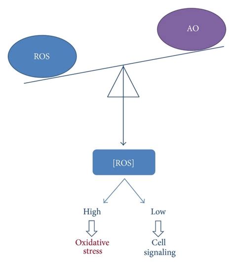 Redox Balance The Production Of Reactive Oxygen Species Ros Is