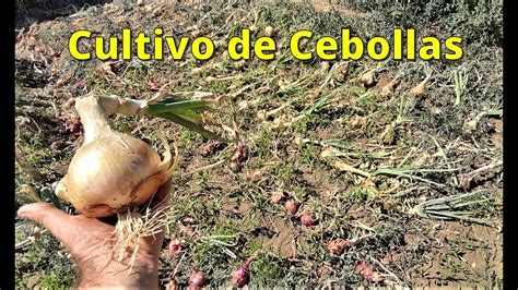 Cultivo De Cebollas En Huerto Org Nico Youtube