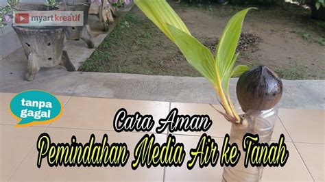 CARA PEMINDAHAN BONSAI KELAPA MEDIA AIR KE MEDIA TANAH DENGAN AMAN