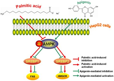 Apigenin Reduces The Excessive Accumulation Of Lipids Induced By