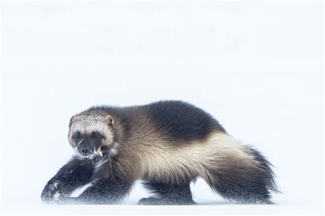 Photos: Wolverine life | Canadian Geographic