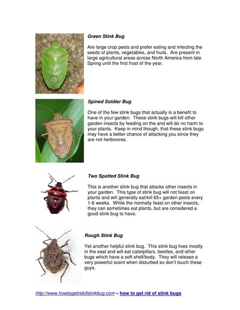 Different Types of Stink Bugs