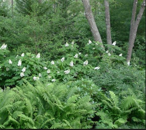 Flowering Shrubs Perennial Plants Perennials Hydrangea Quercifolia