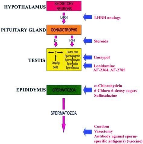 Cell Junction Dynamics In The Testis Sertoli Germ Cell Interactions