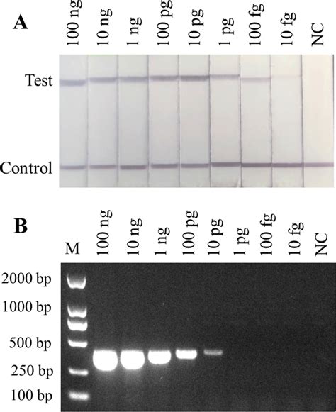 Sensitivity Of The RPA LFD Assay And PCR For The Detection Of C