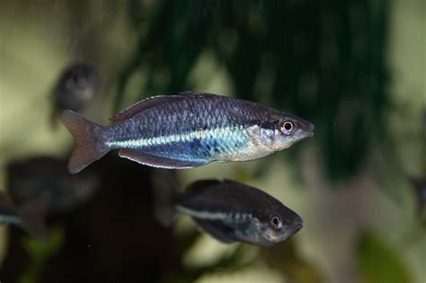 Blue Hole Rainbowfish Melanotaenia Sp Shop Imperial Tropicals