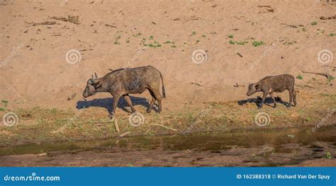 La Vache Et Le Veau Du Cap buffle Isolés Sur La Rive D une Rivière