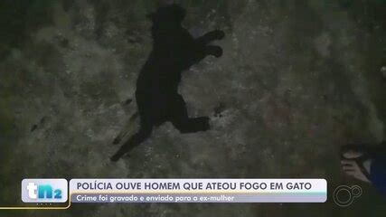 Homem diz à polícia que ateou fogo em gato vivo após ser arranhado pelo