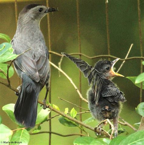 Gray Catbird Parents Tending Fledgling Project Noah