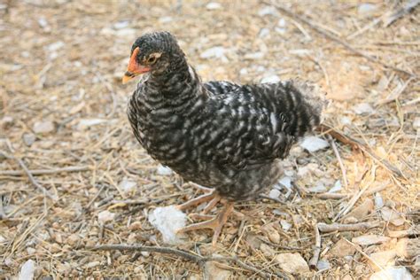 45 Week Old Barred Rock Roo Or Pullet