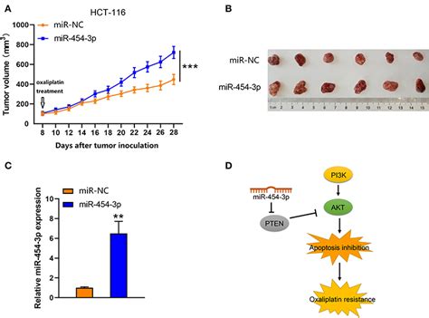 Frontiers MiR 454 3p Promotes Oxaliplatin Resistance By Targeting