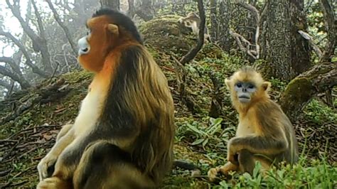 Golden Snub Nosed Monkeys Spotted In Chengdu Giant Panda National Park