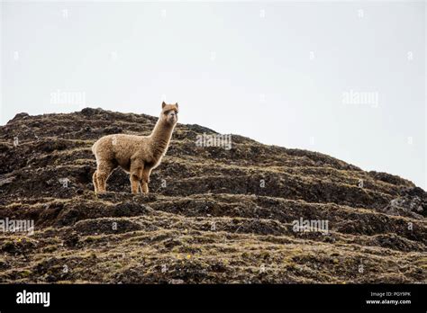 Baby Llama In Peru Stockfotos Und Bilder Kaufen Alamy